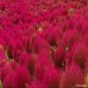 10 pezzi di semi di Fiori blu Intenso Calibrachoa view 1