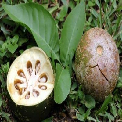 10 SEMI DI AEGLE MARMELOS