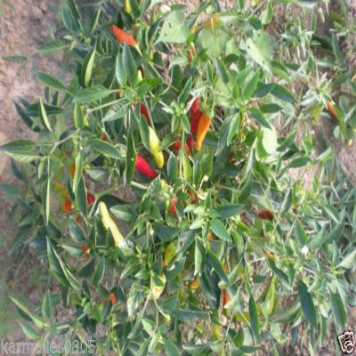 (10+) Semi Golden Greek Pepperoncini Pepper
