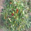 (10+) Semi Golden Greek Pepperoncini Pepper view 1