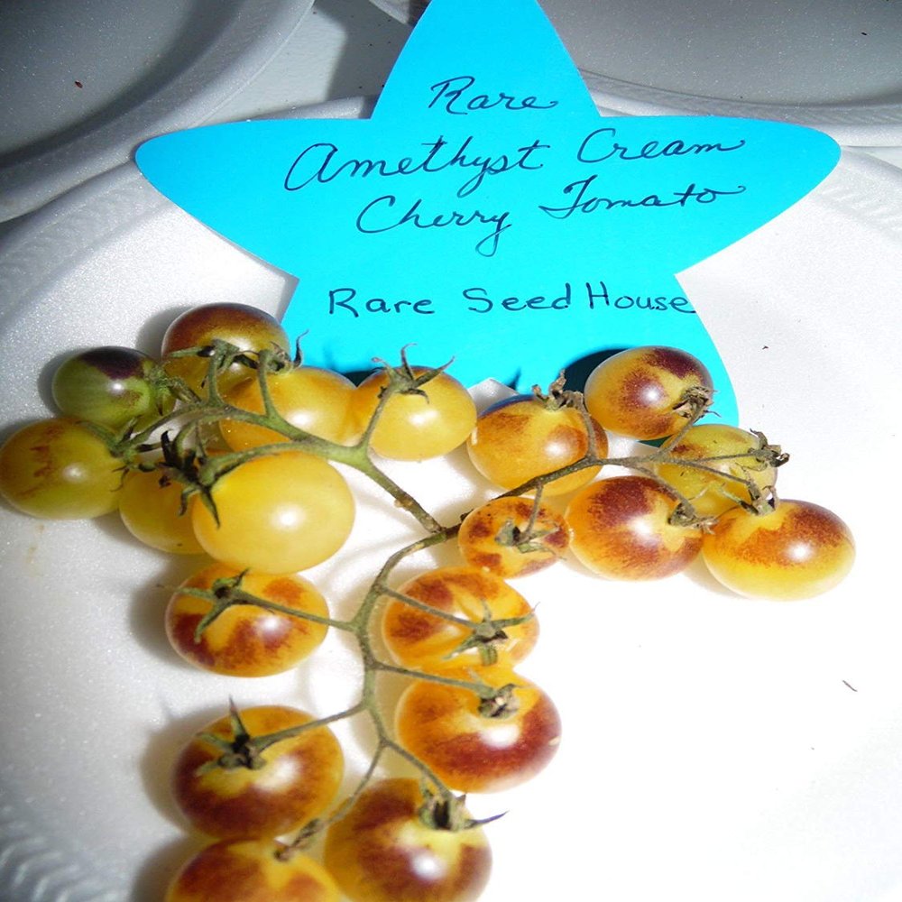 Pacchetto semi: 20 Sementi di Ametista Cherry pomodoro! Carichi di Sweet Tomatoes!