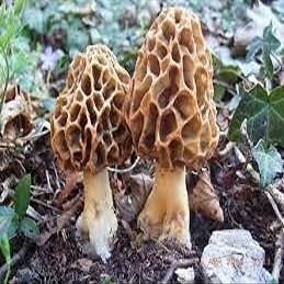 100 pezzi di semi di erba nativi Grama di Avena