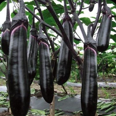 1 Scatola Originali, semi 10g / Pack, Nero Lunghi melanzane semi di ortaggi