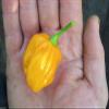 10 Semi Burkina Yellow Chili-un ceppo no dei Famosi Scotch Bonnet Hot Pepper view 1