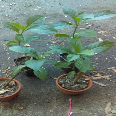 Bitter Honey Bear Albero Foglio Della pianta Vernonia amygdalina