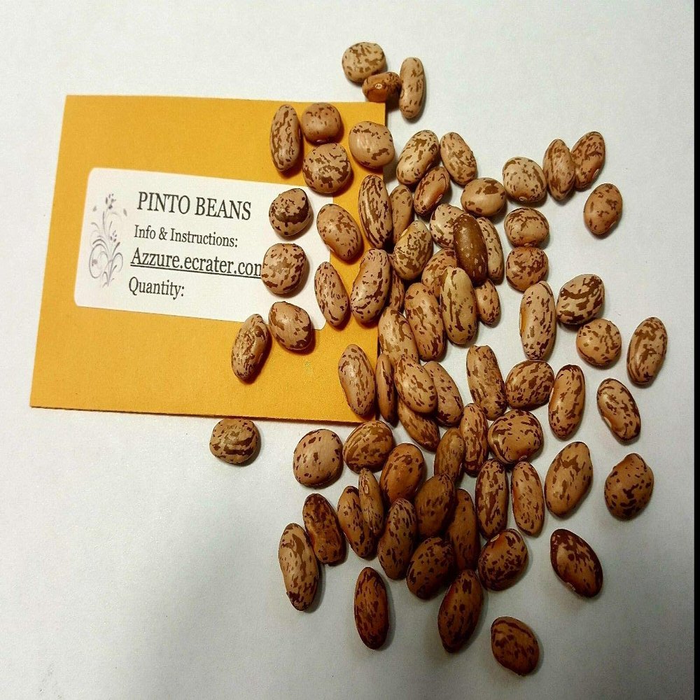 Germinazione dei semi: 100 FAGIOLI: Classic Pinto Bean 25-100 Heirloom Non-OGM Frijol Trasporto Libero! USA VENDITORE