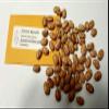 Germinazione dei semi: 100 FAGIOLI: Classic Pinto Bean 25-100 Heirloom Non-OGM Frijol Trasporto Libero! USA VENDITORE view 1