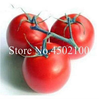 Fresco 100 Pz pomodoro organico semi di Verdure per il giardinaggio Rosso