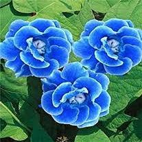 100 pezzi di semi di Fiori Gloxinia rampicanti di Colore blu