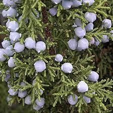 50 pezzi di semi di piante di mais Dolce azteco Nero