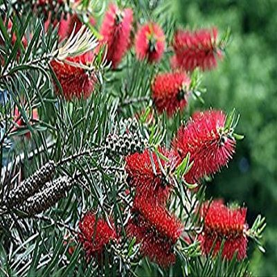 20 pezzi di semi di Albero Rosso scovolino da Bottiglia