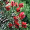 20 pezzi di semi di Albero Rosso scovolino da Bottiglia view 1