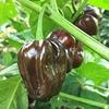 25 pezzi di semi di peperoncino Bianco Kanthari view 1