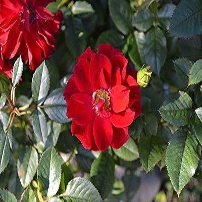 20 pezzi di semi di Fiori di rosa Rugosa Rossa