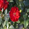 20 pezzi di semi di Fiori di rosa Rugosa Rossa view 1