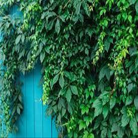 10 pezzi di semi di Fiori di Viburnum lentago