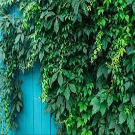 10 pezzi di semi di Fiori di Viburnum lentago