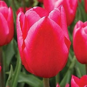 10 semi di Fiori di tulipano