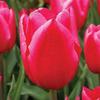 10 semi di Fiori di tulipano view 1