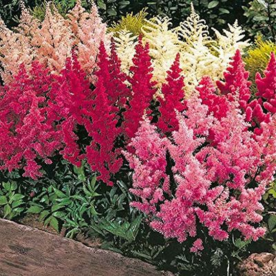 100 pezzi di semi di Fiori Astilbe