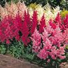 100 pezzi di semi di Fiori Astilbe view 1