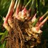 1 Rhizome of Ginger - ZINGIBER OFFICINALE view 1