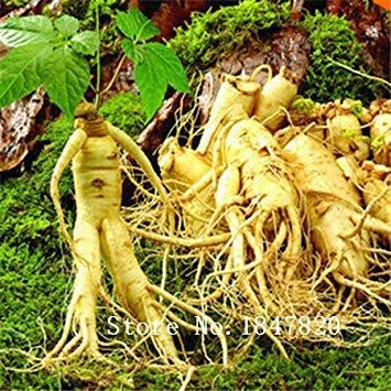 2016 Semi di Ginseng Semi 100 pz 10 Tipi Mix Semi di Fiori Romanzo Pianta per il Giardino