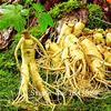 2016 Semi di Ginseng Semi 100 pz 10 Tipi Mix Semi di Fiori Romanzo Pianta per il Giardino view 1