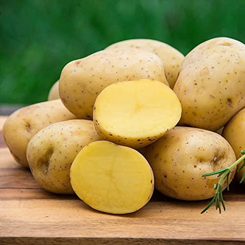 Semi di ortaggi di patate 50 pezzi
