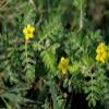 10 SEMI DI TRIBULUS TERRESTRIS view 1