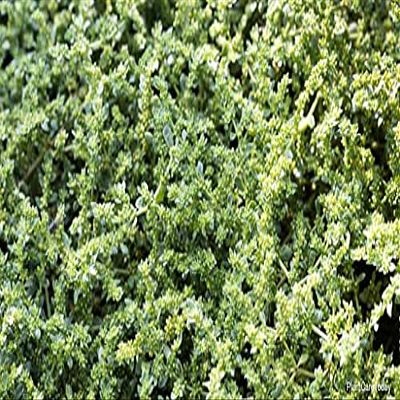 150 pezzi di semi di piante di Herniaria Glabra