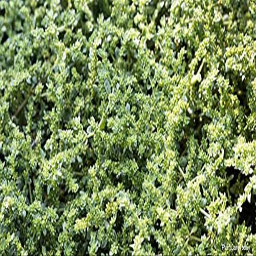 150 pezzi di semi di piante di Herniaria Glabra