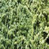 150 pezzi di semi di piante di Herniaria Glabra view 1