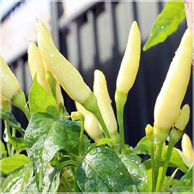 25 pezzi di semi di peperoncino Bianco Kanthari