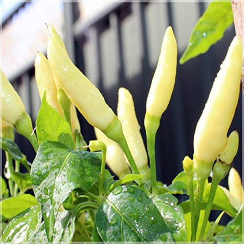 25 pezzi di semi di peperoncino Bianco Kanthari