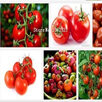 Pomodori Semi 100 pz Verdure Semi Mini Rosso in Vaso Delizioso Dolce Frutta Semi Salute ``