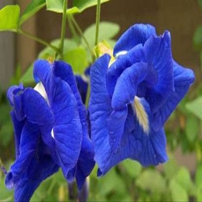 Clitoria ternatea semi di Fiori blu