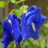 Clitoria ternatea semi di Fiori blu view 1
