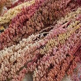 Semi di piante di quinoa