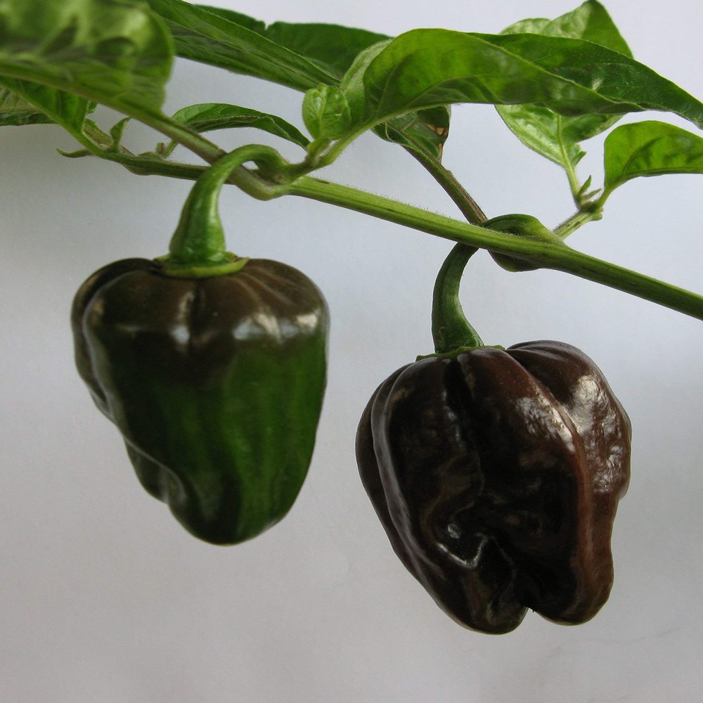 10 Semi di Habanero Chocolate