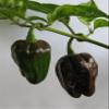 10 Semi di Habanero Chocolate view 1