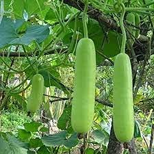 5 pezzi di semi di ortaggi Zucca Bottiglia