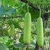 5 pezzi di semi di ortaggi Zucca Bottiglia view 1
