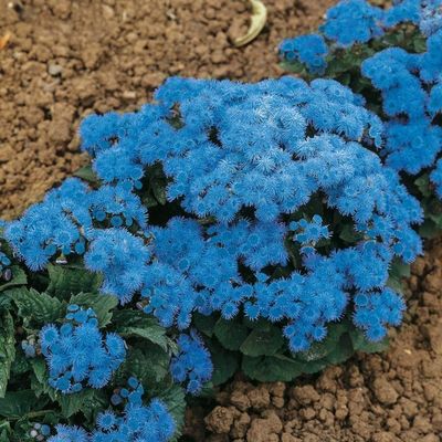 Floss 'Blue Mink' 200 Semi Ageratum
