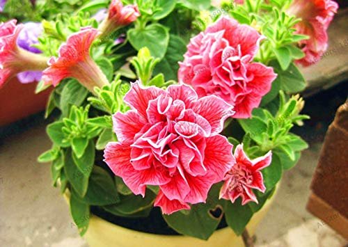 Nuova 100 pezzi Petunia seeeds Doppio Misto petali di Fiori rosa