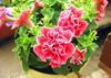 Nuova 100 pezzi Petunia seeeds Doppio Misto petali di Fiori rosa view 1
