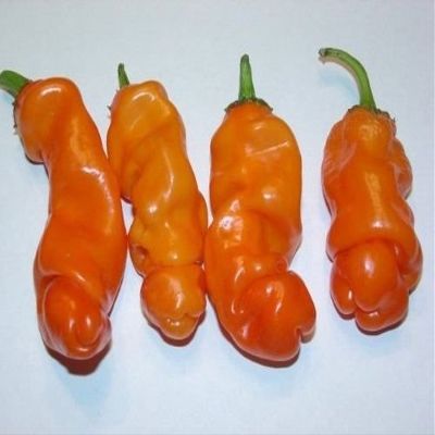 10 Semi di Regalo Unico Rare Hilarious Peter Pepper Orange Heirloom Hot XXX Chili!