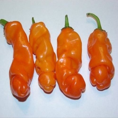 10 Semi di Regalo Unico Rare Hilarious Peter Pepper Orange Heirloom Hot XXX Chili!