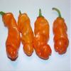 10 Semi di Regalo Unico Rare Hilarious Peter Pepper Orange Heirloom Hot XXX Chili! view 1