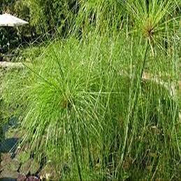 30 pezzi di semi di Fiori di gelsomino Bianco rampicante